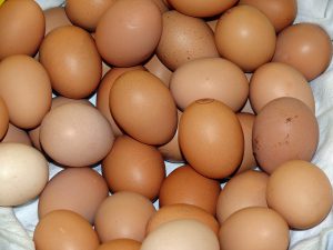 Egg Protein Supplements