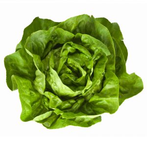All About Lettuce : Types, Nutritional Value And Smoothies lettuce-butterhead
